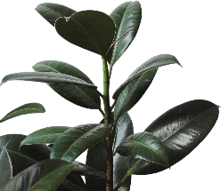 hoja
